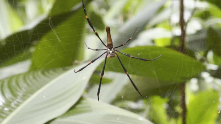 Botanic Garden Darwin