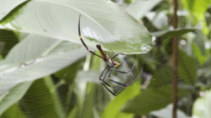 Botanic Garden Darwin