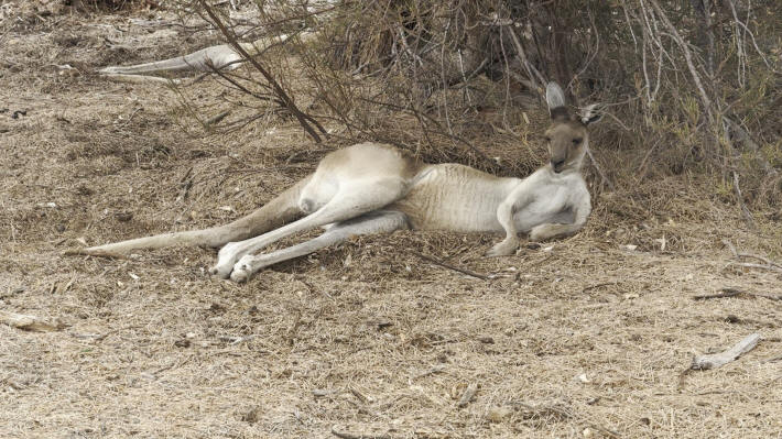 Kalbarri